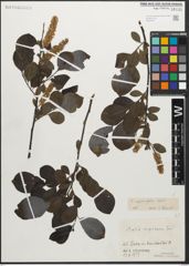 Foto von Salix myrsinifolia Salisb.